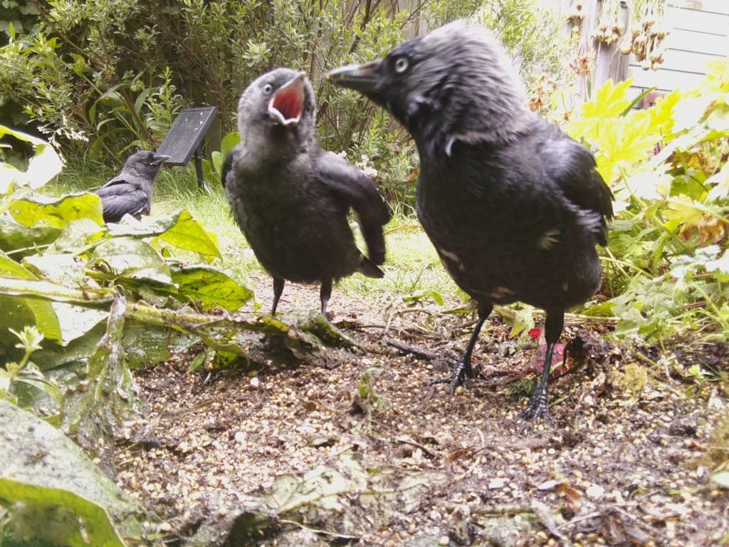 Naturebytes Wildlife Camera Kit - Image 7